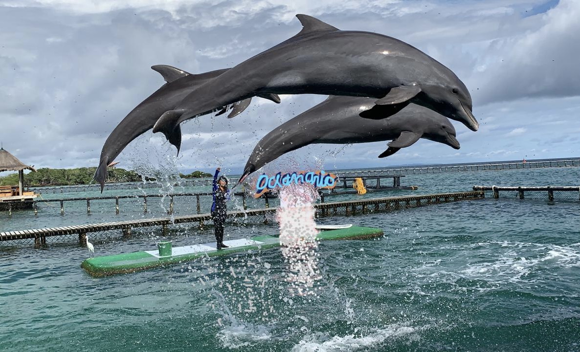 海洋生物展示